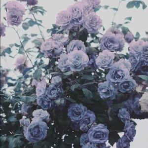 Meet your Posher, Damaris